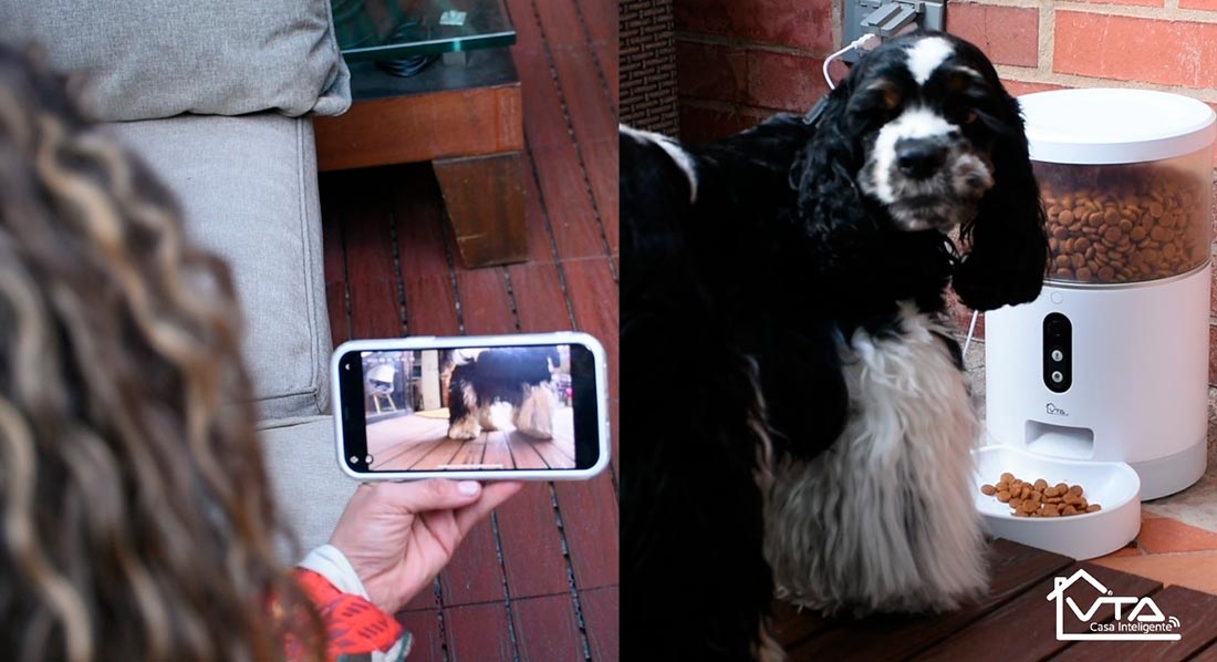 Ya empezó la nueva normalidad en la oficinas... ¿alguien ha penado en las mascotas?